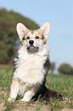 CORGI PEMBROKE 678